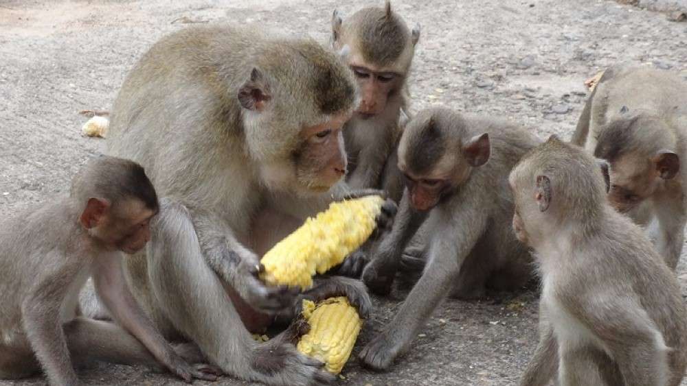 बाँदर आतङ्क नियन्त्रण गर्न बाँदरलाई बन्ध्याकरण गर्ने