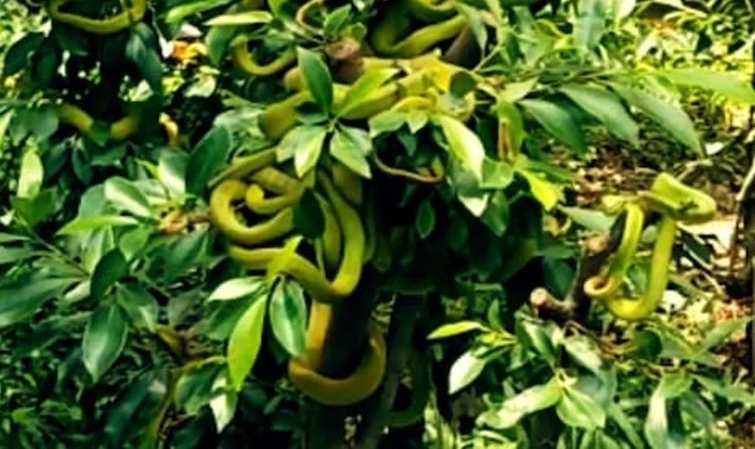 विषालु सर्पको बगैँचा, सर्पको विषबाट के बनाइन्छ ?