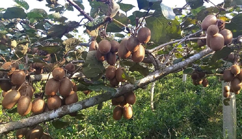इलाममा चियाबारी मासेर किवी खेतीमा किसानको आकर्षण