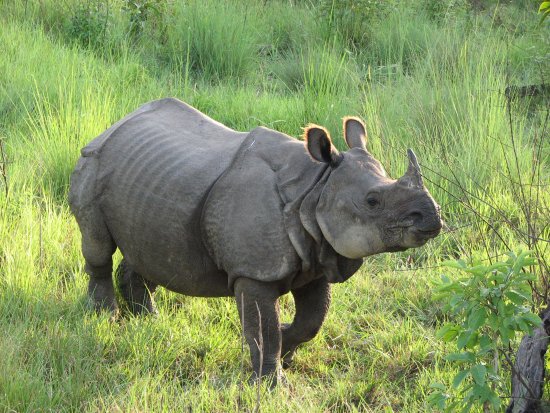 मकवानपुरमा गैँडाको आक्रमणबाट युवक घाइते