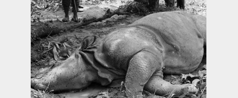 वन्यजन्तु संरक्षण चुनौतीपूर्ण बन्दै, दश महिनामा २१ गैँडा मरे