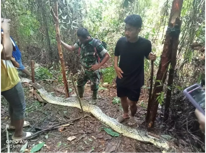 बेपत्ता श्रीमतीको खोजीमा श्रीमानले अजिंगरलाई काटे, पेटमा श्रीमतीको शव भेटियो