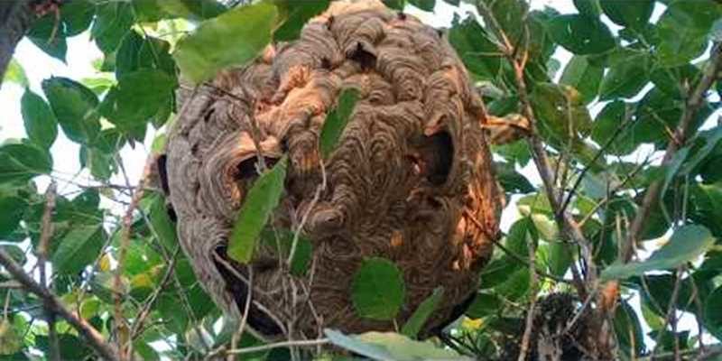 मकवानपुरमा अरिंगालको टोकाइबाट  एक युवकको मृत्यु