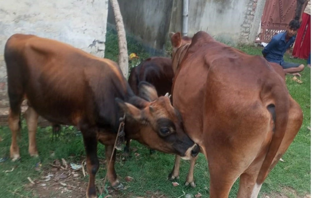 लमजुङका आठ पालिकामा दुई लाख २८ हजार पशुलाई खोप