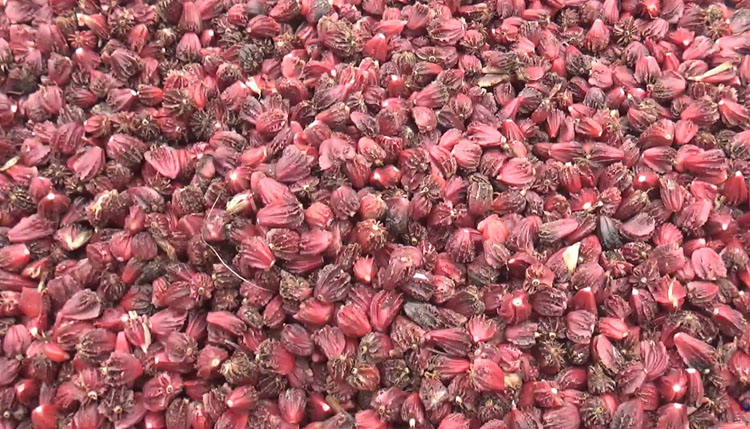 अलैँचीको उत्पादन घट्यो, मूल्य बढ्यो