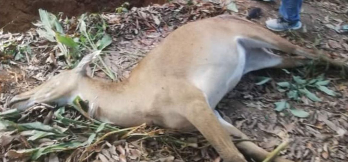 उदयपुरमा निल गाईको हत्या, गोली हान्ने व्यक्तिको खोजी जारी