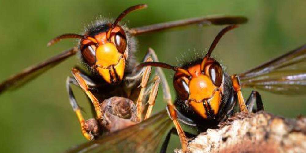 बझाङमा अरिँगालको टोकाइबाट एकै घरका दुई बालबालिकाको मृत्यु