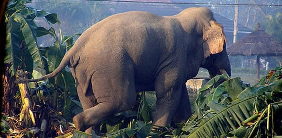 छेकबार लगाएपछि मानव–वन्यजन्तु द्वन्द्व घट्यो