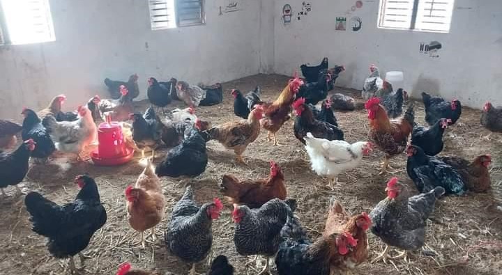 विद्यालय परिसरमै कुखुरा पालेर आम्दानी गर्दै विद्यार्थी