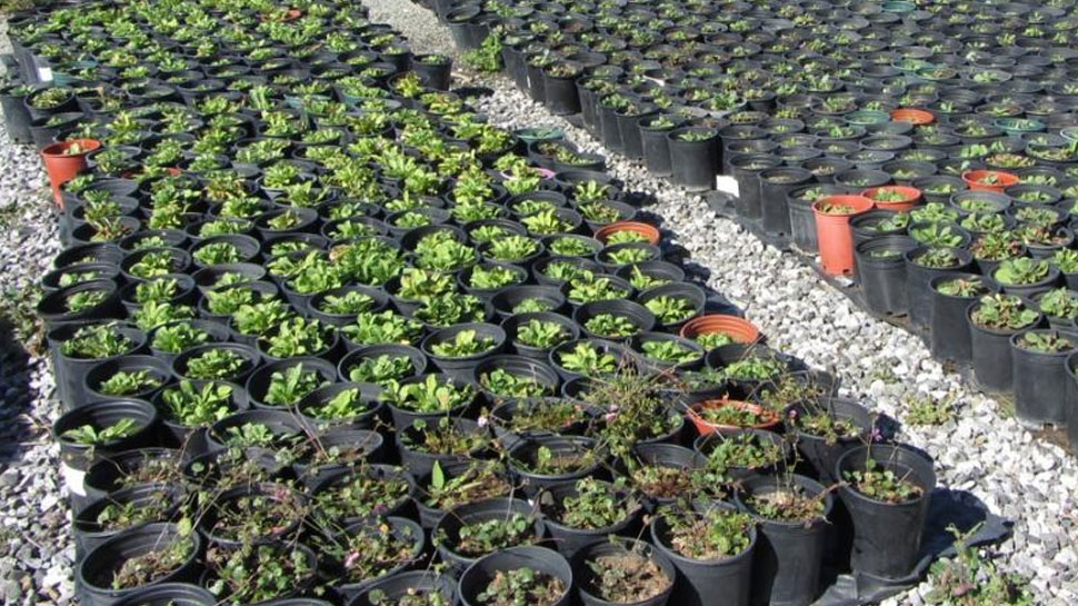टिमुरका बिरुवा बिक्री गरेर वार्षिक रु दुई लाख आम्दानी