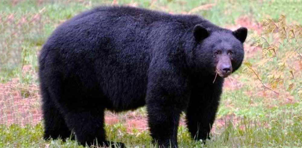 जापानमा भालुको आक्रमणबाट दुई जना घाइते, एकको मृत्यु