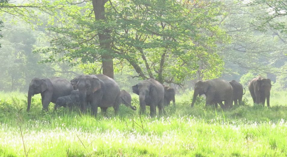 हात्तीको बथान झापा प्रवेशः सुरक्षित रहन आग्रह