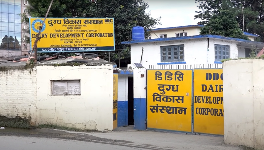 प्रधानमन्त्री कार्यालयको निर्देशनपछि डिडिसीमा दूधको गुणस्तर सुधार