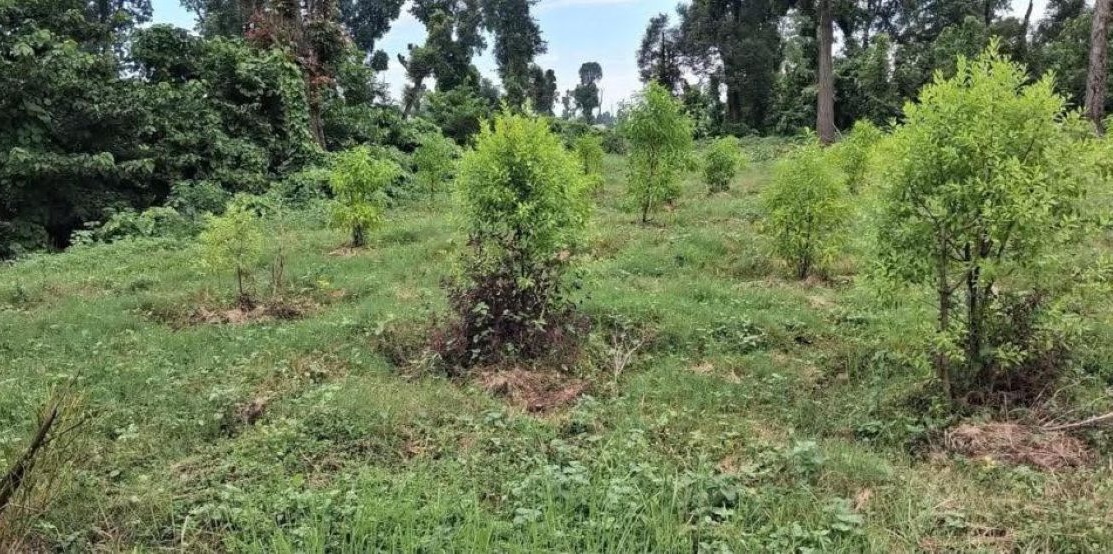 उत्पादनमुखी वृक्षरोपणले बदलिँदै कैलालीका सामुदायिक वन