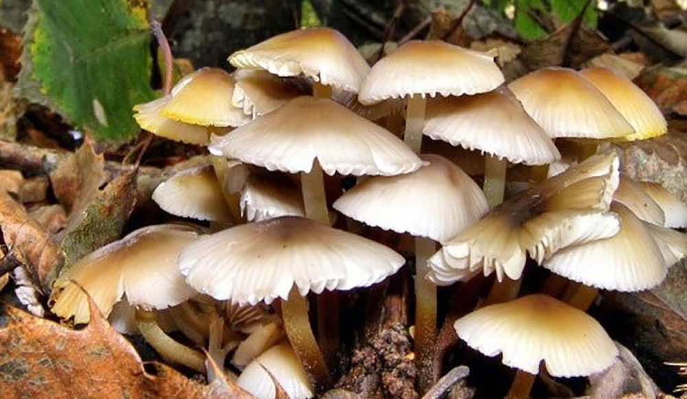 जङ्गली च्याउ खाँदा एक जनाको मृत्यु